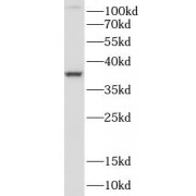 WB analysis of HeLa cells, using MAP2K6 antibody (1/1000 dilution).