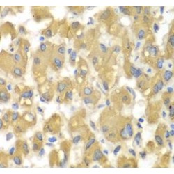 MEK Kinase Kinase 3 (MAP4K3) Antibody