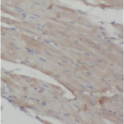 Mitogen-Activated Protein Kinase 12 (MAPK12) Antibody