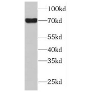 WB analysis of mouse skeletal muscle tissue, using MAPK7 antibody (1/300 dilution).