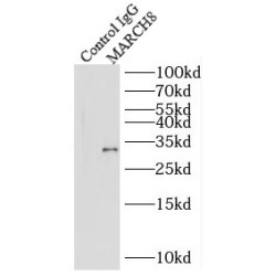 RING Finger Protein 178 (RNF178) Antibody