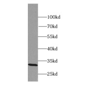 WB analysis of mouse testis tissue, using MARCH8 antibody (1/800 dilution).