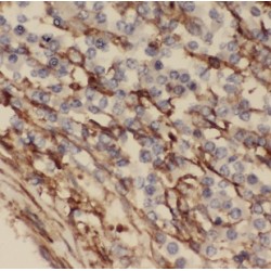 MARCKS-Like Protein 1 (MARCKSL1) Antibody