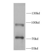 WB analysis of HeLa cells, using MARK1 antibody (1/1000 dilution).