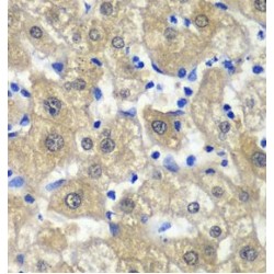 S-Adenosylmethionine Synthase Isoform Type-1 (MAT1A) Antibody