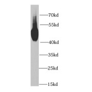 WB analysis of mouse liver tissue, using MAT1A antibody (1/1000 dilution).