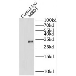 Methyl-CpG Binding Domain Protein 3 (MBD3) Antibody