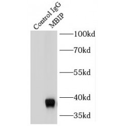 MAP3K12 Binding Inhibitory Protein 1 (MBIP) Antibody