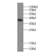 WB analysis of HEK-293 cells, using MBIP antibody (1/1000 dilution).