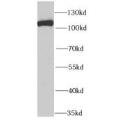 WB analysis of HeLa cells, using MCM3 antibody (1/1000 dilution).