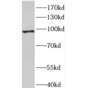 WB analysis of NIH/3T3 cells, using MCM8 antibody (1/300 dilution).