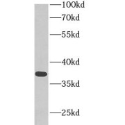 WB analysis of HepG2 cells, using MDH1 antibody (1/500 dilution).