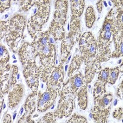 Malate Dehydrogenase 2 (MDH2) Antibody