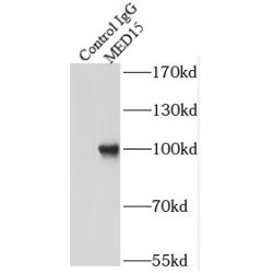 Mediator Complex Subunit 15 (MED15) Antibody