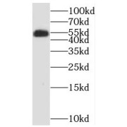 WB analysis of mouse cerebellum tissue, using MEF2C antibody (1/300 dilution).