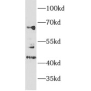 WB analysis of mouse cerebellum tissue, using MEF2C antibody (1/300 dilution).