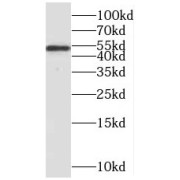 WB analysis of mouse cerebellum tissue, using MEF2C antibody (1/300 dilution).