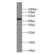 WB analysis of RAW264.7 cells, using MAP2K4 antibody (1/600 dilution).