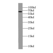 WB analysis of PC-3 cells, using MLPH antibody (1/1000 dilution).