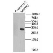 IP analysis of human placenta tissue lysate (1520 µg), using MEOX2 antibody (4 µg, detection: 1/300 dilution).