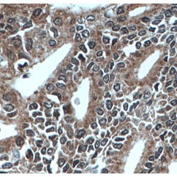 Mesoderm-Specific Transcript Homolog Protein (MEST) Antibody