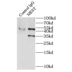 Mesoderm-Specific Transcript Homolog Protein (MEST) Antibody