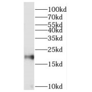 WB analysis of mouse lung tissue, using MFAP5 antibody (1/600 dilution).