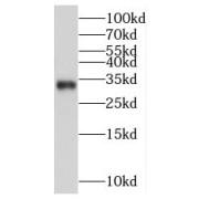 WB analysis of Transfected HEK-293 cells, using MGLL antibody (1/1000 dilution).