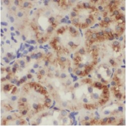 Mitochondrial Genome Maintenance Exonuclease 1 (MGME1) Antibody