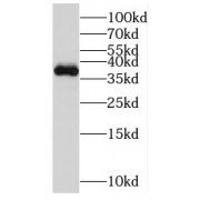 WB analysis of Jurkat cells, using MGME1 antibody (1/1000 dilution).