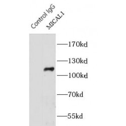 Microtubule Associated Monooxygenase, Calponin And LIM Domain Containing 1 (MICAL1) Antibody