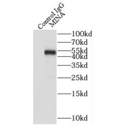 MYC Induced Nuclear Antigen (MINA) Antibody