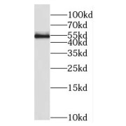 WB analysis of HEK-293 cells, using MINA antibody (1/500 dilution).