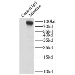 MICOS Complex Subunit MIC60 (IMMT) Antibody