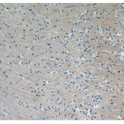 Mixed Lineage Kinase 4 (MLK4) Antibody