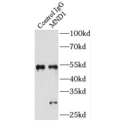 Meiotic Nuclear Divisions 1 (MND1) Antibody