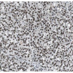 Meiosis-Specific Nuclear Structural Protein 1 (MNS1) Antibody