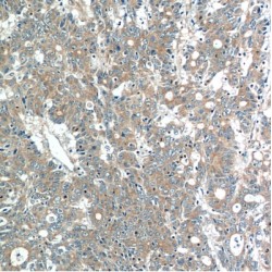 MOB Family Member 4, Phocein (MOBKL3) Antibody