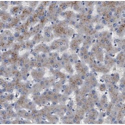 Molybdenum Cofactor Sulfurase (MOCOS) Antibody