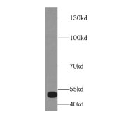 WB analysis of HeLa cells, using MOF antibody (1/500 dilution).