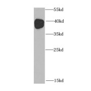 WB analysis of HeLa cells, using MOK antibody (1/1000 dilution).