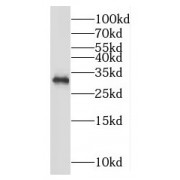 WB analysis of HeLa cells, using MORF4L2 antibody (1/800 dilution).