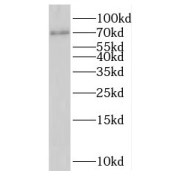 WB analysis of HeLa cells, using MPEG1 antibody (1/600 dilution).