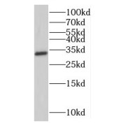 WB analysis of HepG2 cells, using MPG antibody (1/500 dilution).