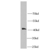 WB analysis of HeLa cells, using MPI antibody (1/1000 dilution).