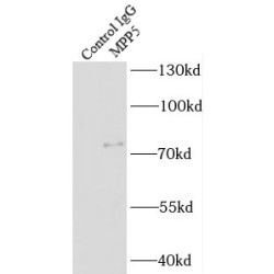 Membrane Protein, Palmitoylated 5 (MPP5) Antibody