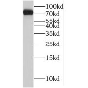 WB analysis of A431 cells, using MRE11A antibody (1/600 dilution).