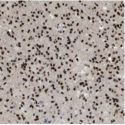 MORF4 Family-Associated Protein 1 (MRFAP1) Antibody