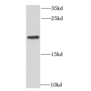 WB analysis of HepG2 cells, using MRPL11 antibody (1/1000 dilution).