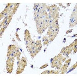 Mitochondrial Ribosomal Protein L12 (MRPL12) Antibody